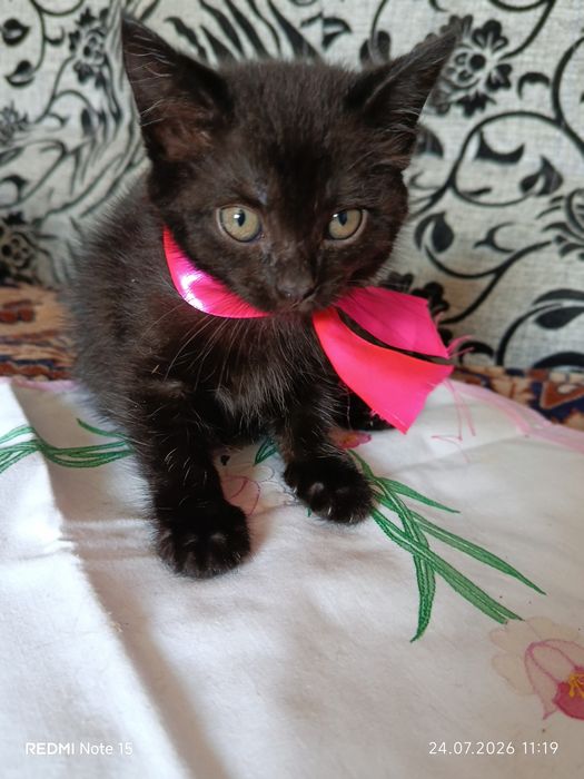 Котенок девочка ,ищет добрые ручки
