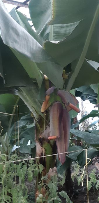 Banan ko'chat          .