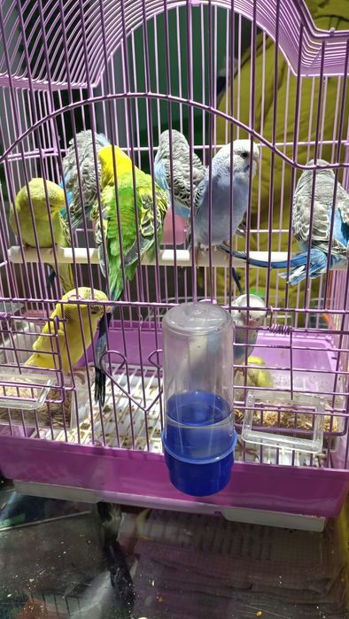 Волнистые попугаи, малыши