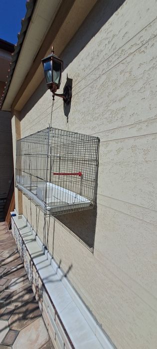 Кафас клетка булбул учун.