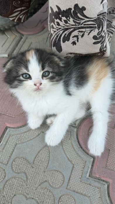 Отдам котят в хорошие руки!