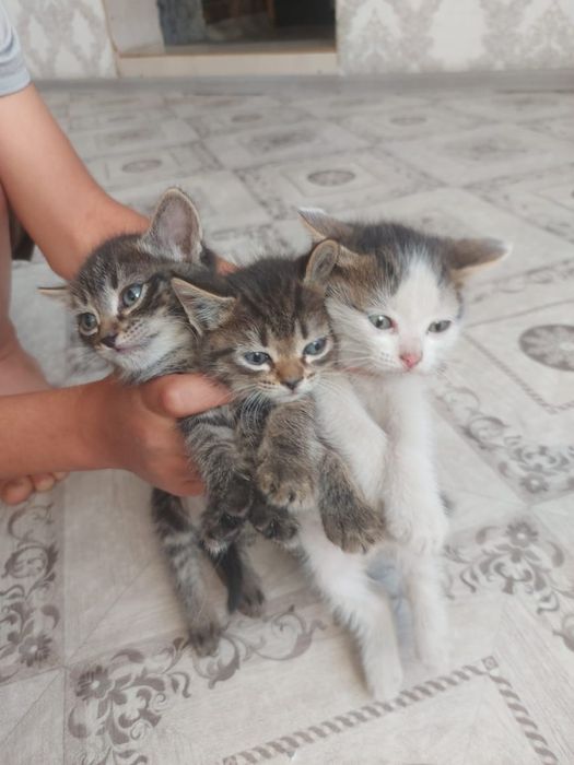Отдам даром котят.2 х месечные.