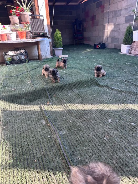 Пекинези на 60 дни
