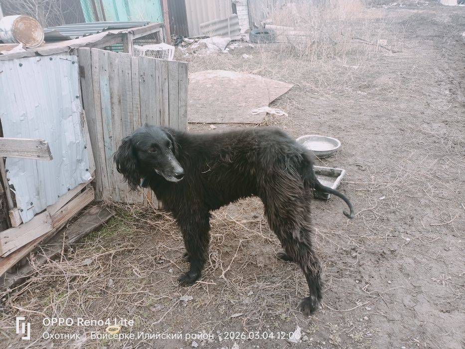 Тайған ит  еркек аңға түсіп тұрған