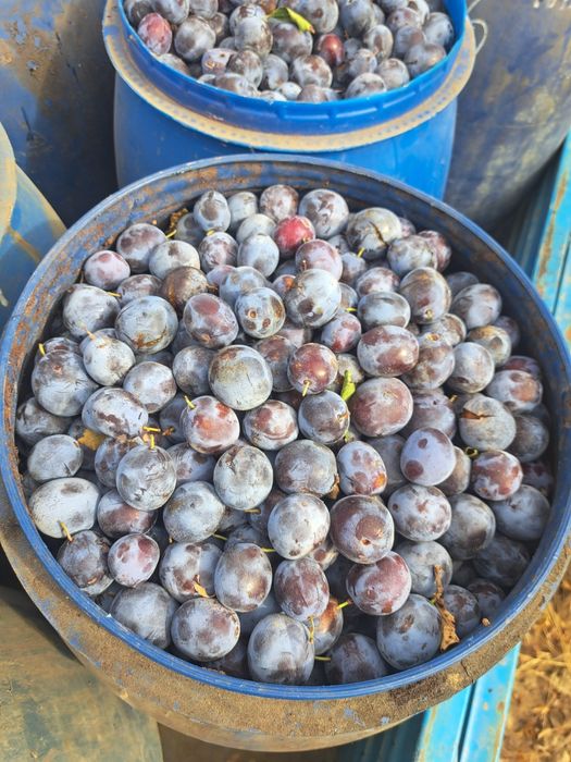 Vând prune Anna Spath coapte si un alt soi foarte mare,culese astăzi,prunele mari ca oul