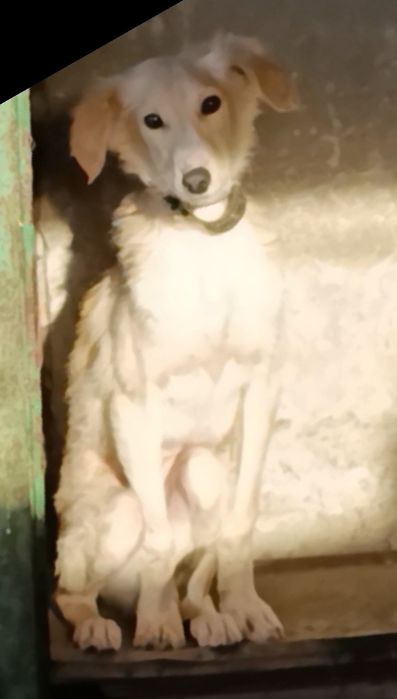 Щенки ищут дом !