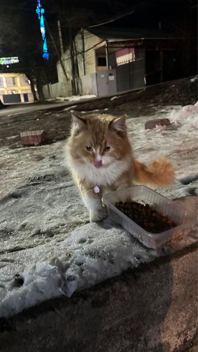 Котенка в добрые руки отдам.