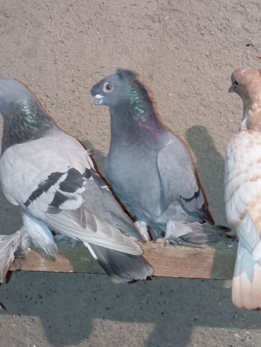 Например lPhome.