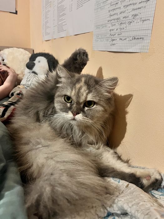 Отдаю кошечку в добрые руки