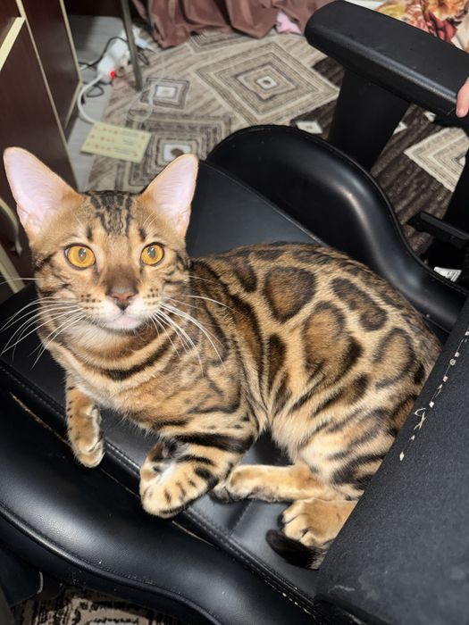 Продам бенгальского кота