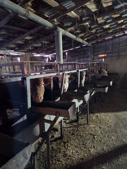 Продажа скота бычки