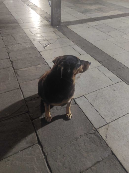 Бубка търси дом!