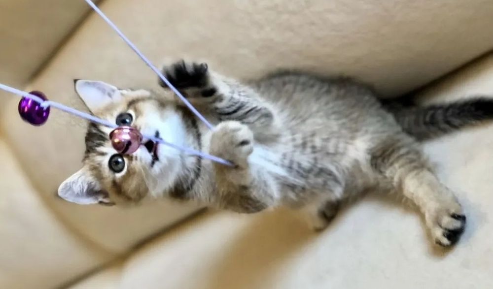 Котята от шиншиллы