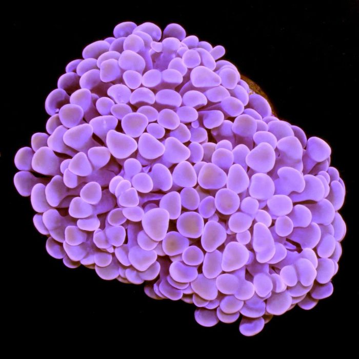 Эуфилии. Море. Аквариум.