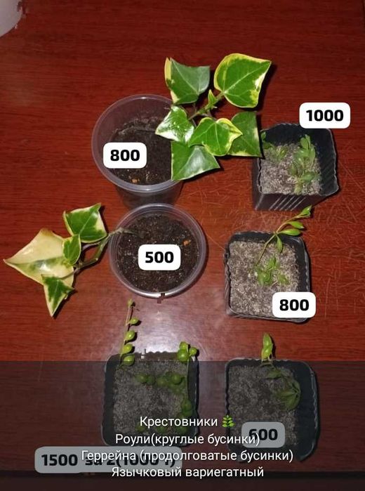 Суккуленты,полянки,укореняшки,срезы