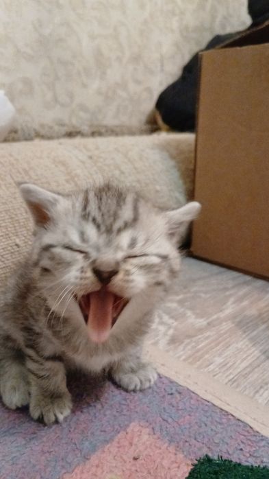 Шотландские котята