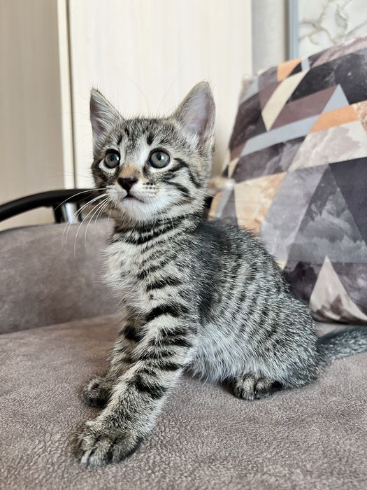 отдам котят даром