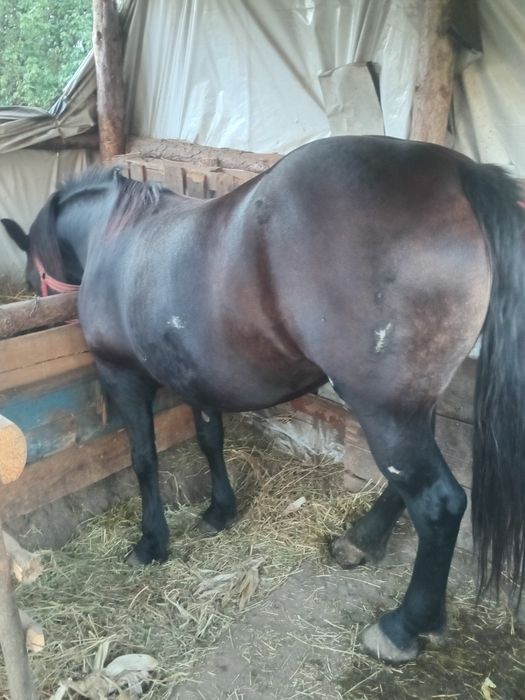 Vând iapă de opt ani cuminte blondă se probează la orice probă mai multe detalii în privat