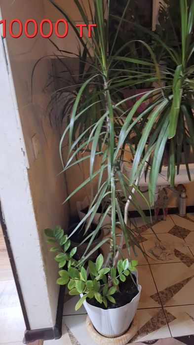 Цветы комнатные продаю домашние