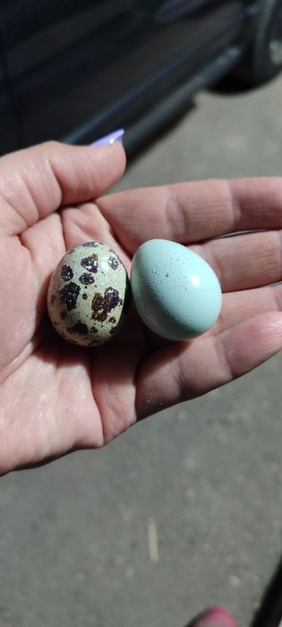 Инкубационные яйца Селадон