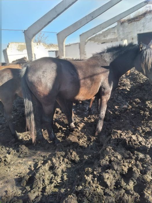 Продам кобылу 650 000тг торг есть