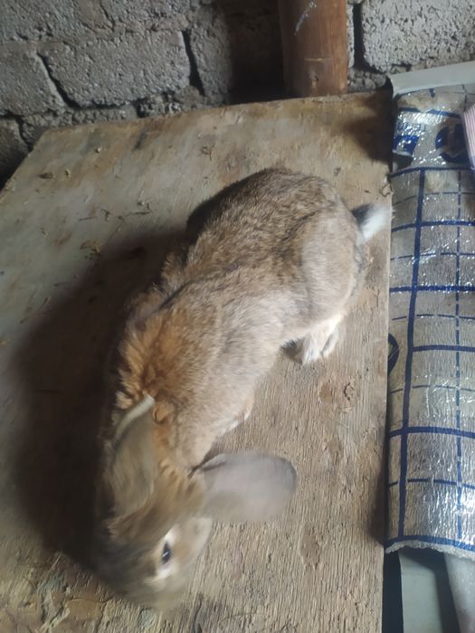 Quyonlar sotiladi olganga barakasini bersin va oʻzidan koʻpaysin