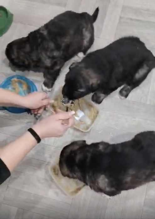 Щенки 3 недели бронирование  !