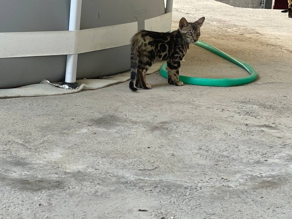 Бенгал сотилади она бола келиштирбераман соглом