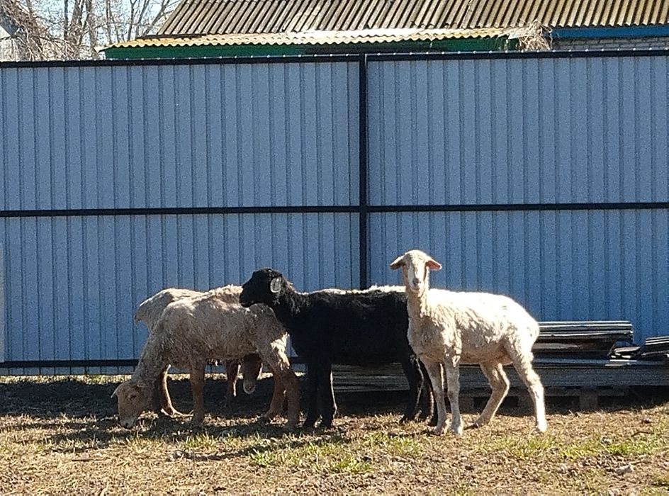 Продам овец оптом