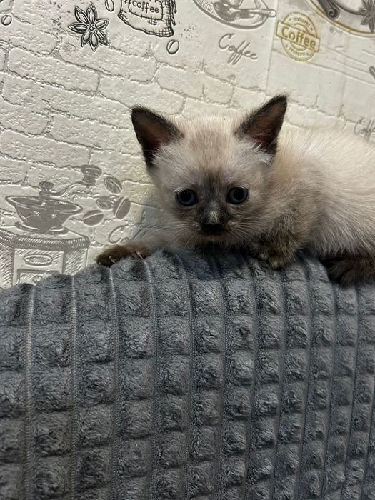 Красивые  котята