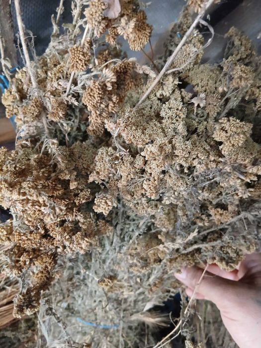 Plante pentru ceai ,coada soricelului uscată natural