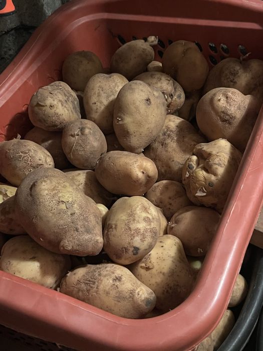 Продам картофель желтый