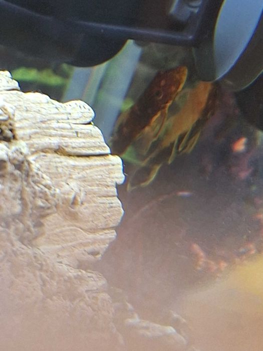 Сомче - Анциструс