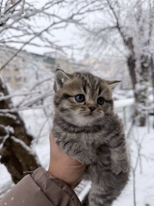 Scotish fold Sotiladi