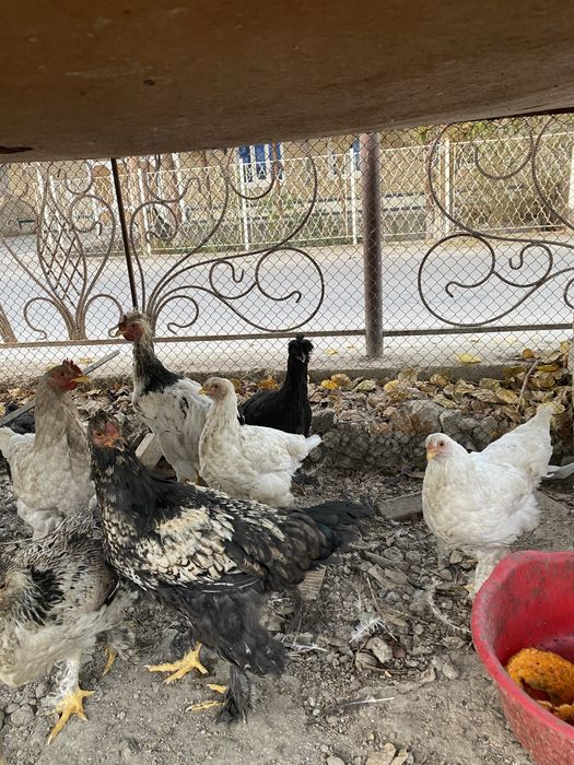 Brama. Jojalar sotiladi