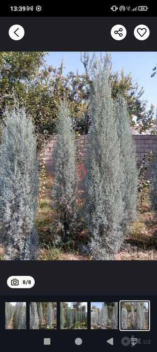 Arizonskiy kiparis sotiladi