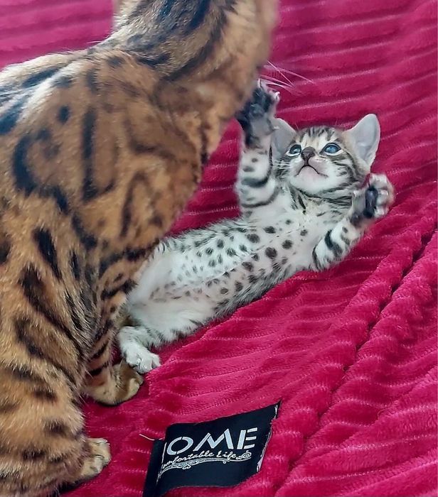 Котенок бенгальской породы