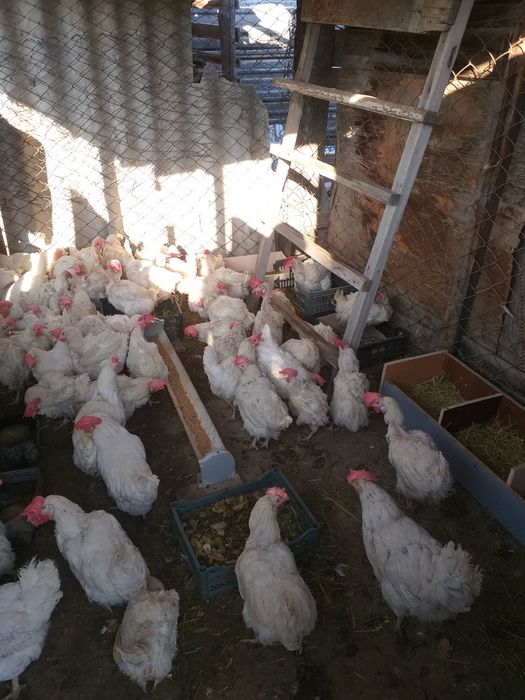 Куры несушки продам