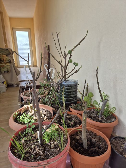 Puieti Smochini Svinita la ghiveci