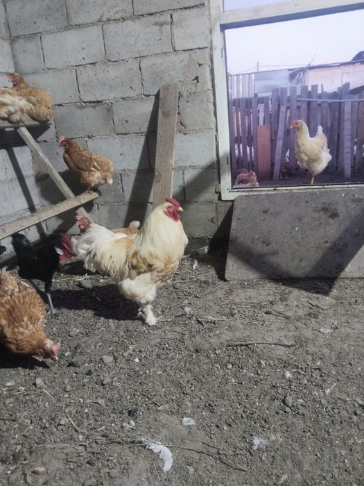 Продам петуха  полтора годовалого