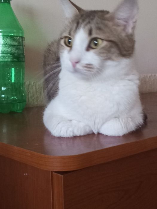 Винсент выдающийся кот