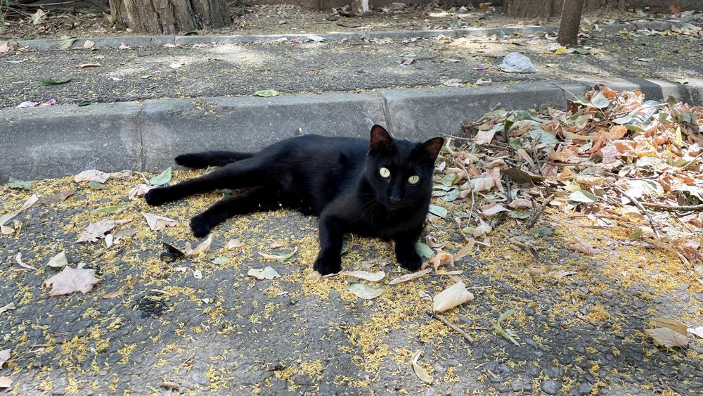 Cici, pisicuta sterilizata pentru adoptie