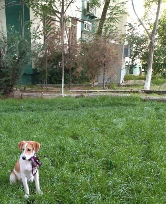 Парсон Рассел Терьер