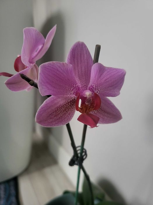 Продам орхидеи разные
