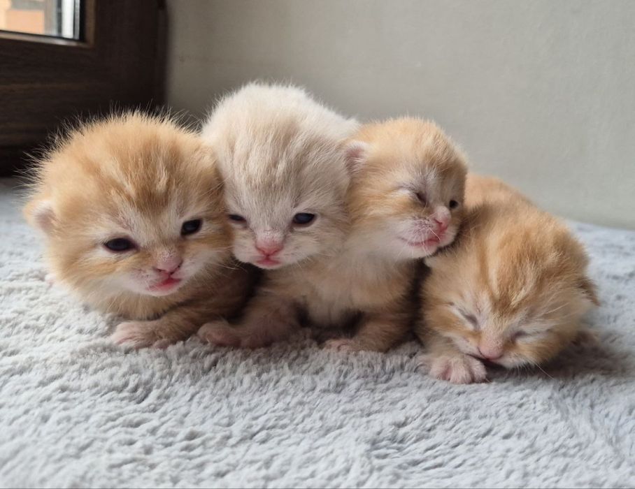 Британские котята