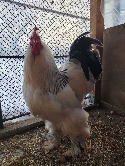 Preiau comenzi pentru ouă pentru incubat