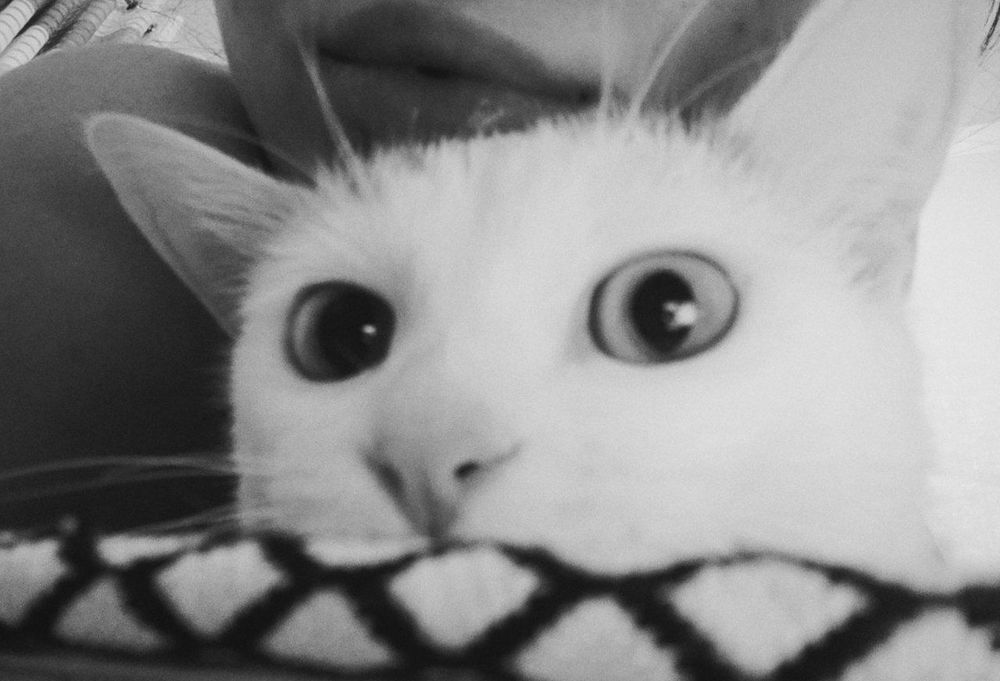 Отдам кошечку в хорошие руки