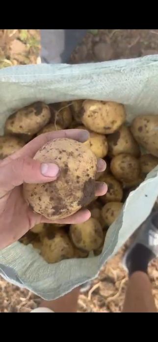 Картошка картофель