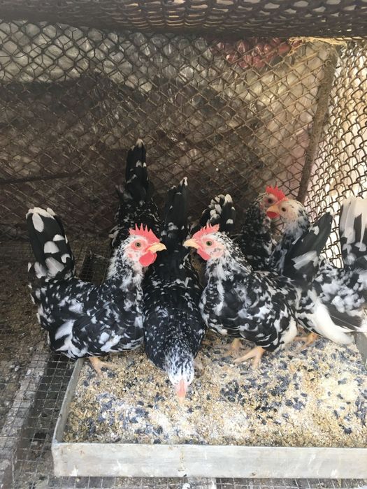 Oua din păsări de expoziție Chabo Bobat de vânzare!