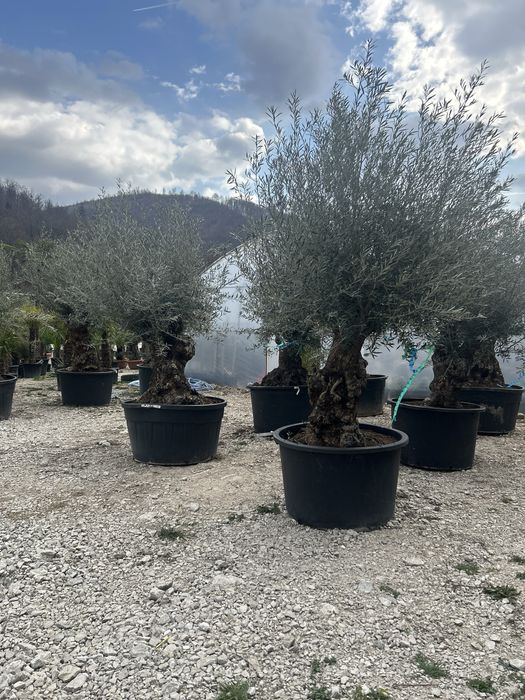 Vand maslini seculari si bonsai